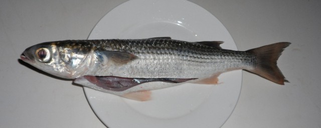 尖嘴魚是什麼魚 尖嘴魚是什麼品種的魚