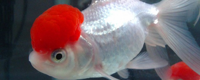 鶴頂紅金魚飼養方法 下面介紹一下