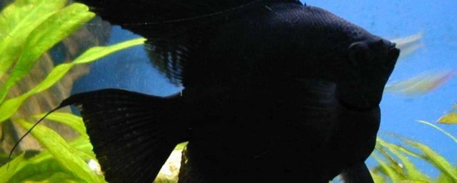 黑神仙魚飼養方法 記住這幾點飼養要求