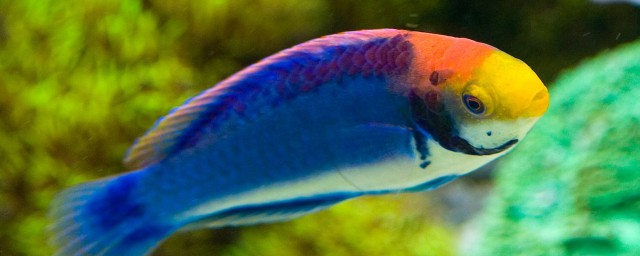 迷你鸚鵡魚產卵幾天起飛 迷你鸚鵡魚養的註意事項
