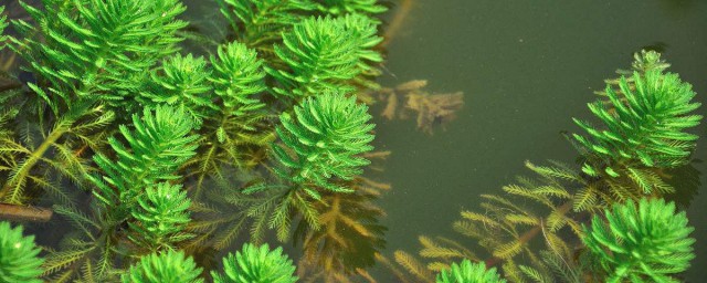狐尾藻種植方法 簡單方法教你輕松種植