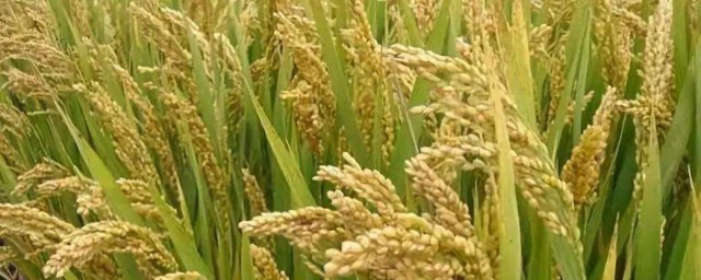 早熟小麥品種有哪些 今年應種這些品種