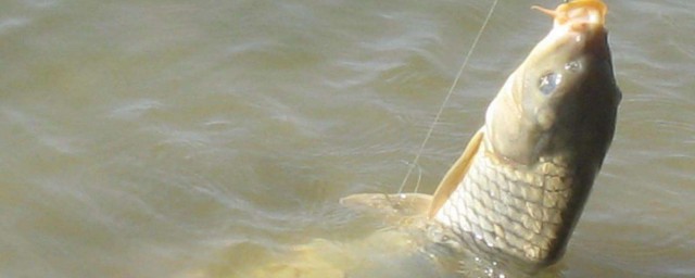 泡嫩玉米釣草魚的方法 嫩玉米釣魚泡制方法
