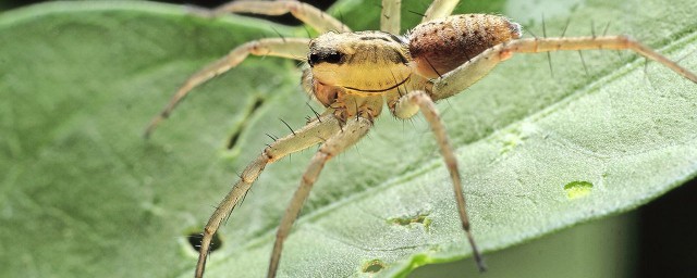 吃蟑螂的蜘蛛叫什麼 俗稱是什麼
