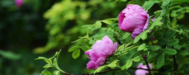 玫瑰花種子種植方法 隻需4個步驟