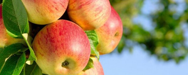 蘋果低聚果糖有什麼作用 盤點其中五大顯著作用