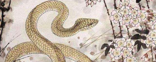 蛇的五行屬什麼 屬蛇的人是什麼屬相