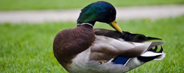 兔起鳧舉是什麼動物 英文翻譯