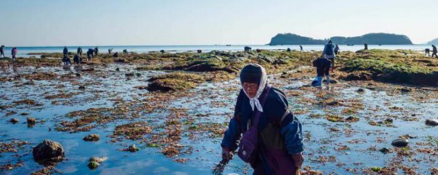 葫蘆島趕海哪裡好 趕海能趕到什麼東西