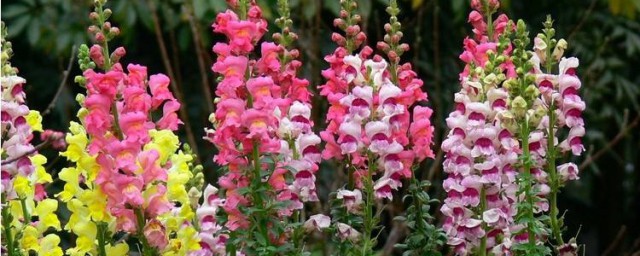 庭院種植10種常見花卉 整年都不缺鮮艷的花朵觀賞