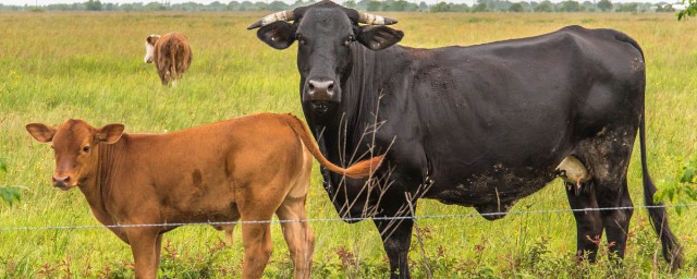 夢見有好多的牛 這是好的預兆嗎