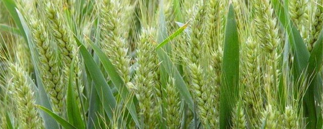陜西關中種什麼小麥最適宜 快來看一看吧