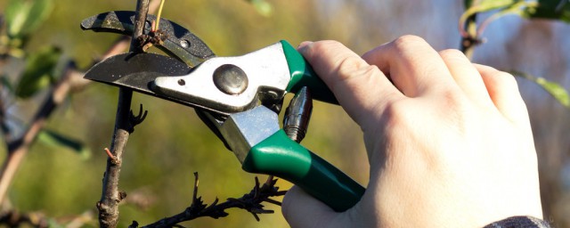 喬木修剪技術是什麼 喬化樹木如何修剪