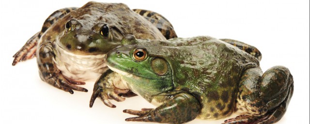 美蛙和牛蛙的區別有哪些 美蛙和牛蛙有什麼區別