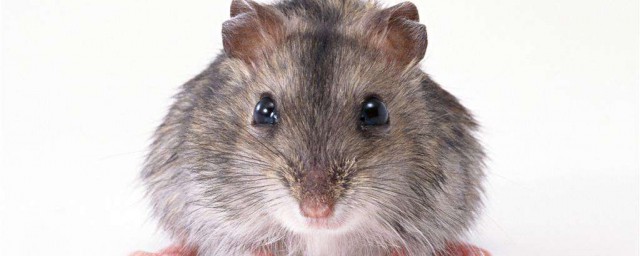 傢裡愛進老鼠是怎麼回事 有什麼預防方法