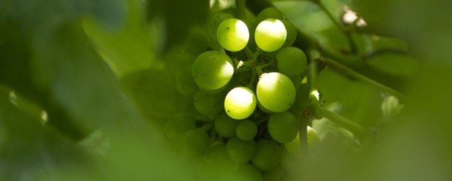 栽葡萄用粘土還是沙土 什麼樣的土壤適合種葡萄