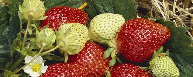 怎樣讓大棚草莓花芽提前分化 草莓花芽提前分化的方法