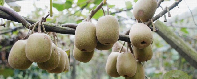 野生獼猴桃怎麼種植 移植時要註意這幾點