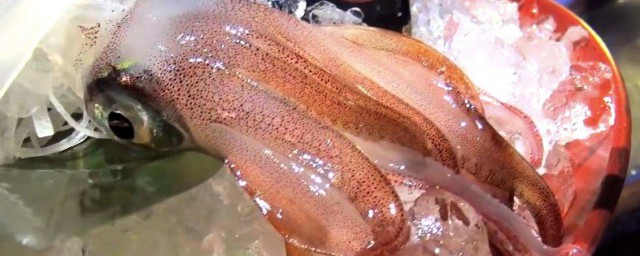 日本鮮魷魚切法 上菜魷魚須還在動