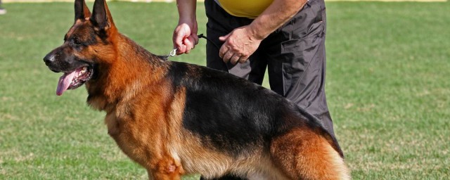 昆明犬飼養方法 下面就來說說