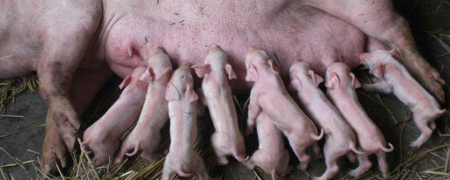 懷孕母豬附紅體什麼癥狀 怎麼預防