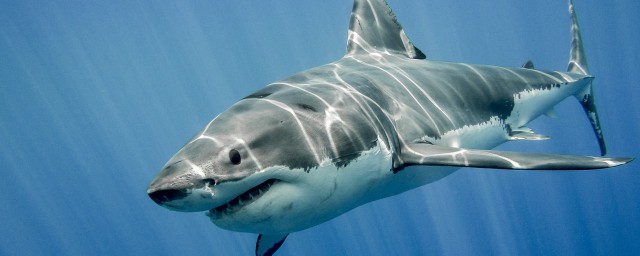 太平洋裡面有鯊魚嗎 鯊魚產於哪個大洋