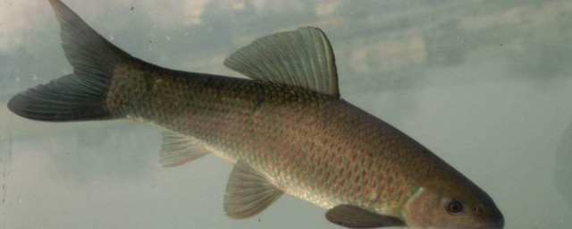 鉤青魚用什麼面食 一些小妙招幫你快速釣到魚