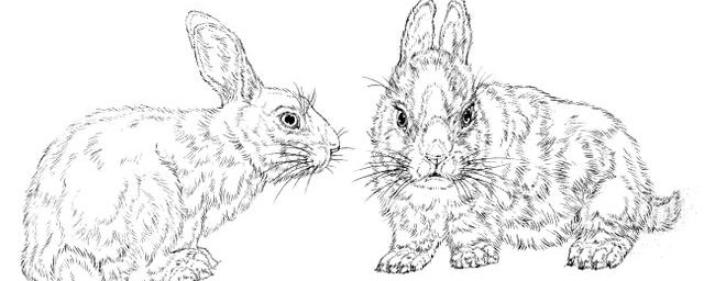 寫意兔子畫法 寫意兔子的正面與側面畫法