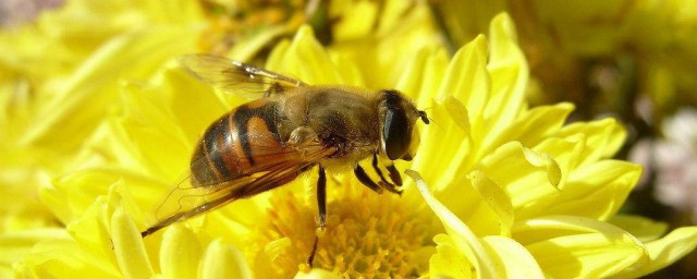 除瞭蜜蜂還有什麼蜂 你知道哪幾種呢