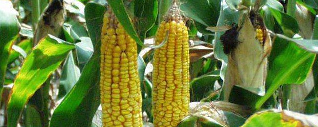 通遼地區高產玉米品種有哪些 你知道嗎