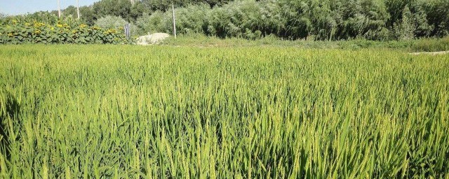 江蘇大華旱稻所有品種 又叫什麼名字