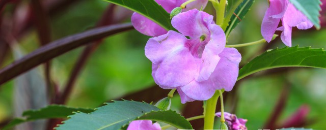 鳳仙花可以染發嗎 指甲花能染頭發麼