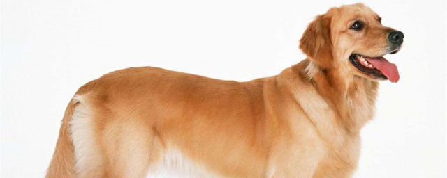 狗結石的部位在哪裡 狗狗尿結石通常發生在哪些部位