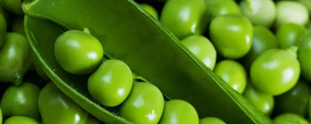 豌豆的種植技術 學會瞭自己在傢種著吃