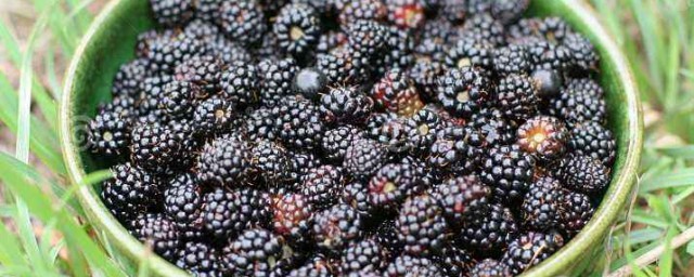 黑莓凍幹粉作用 黑莓凍幹粉有什麼作用