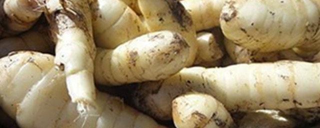 竹薯如何保存 有什麼價值