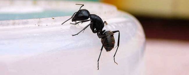 屋裡螞蟻怎麼弄死 傢裡的螞蟻怎麼弄死