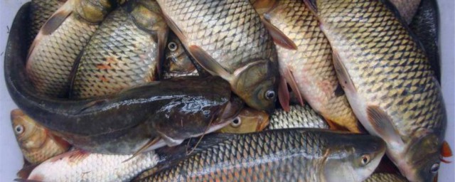 秋季如何野釣鯽魚 秋季怎麼野釣鯽魚