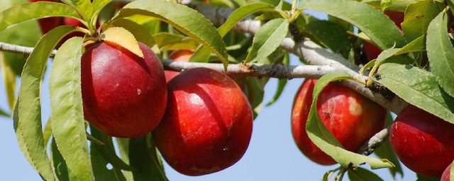 硼對油桃品質的影響 油桃缺硼有何表現