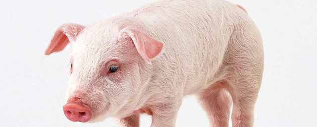 豬嘔吐的治療方法 你知道嗎