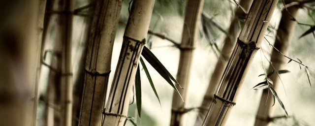 竹剪枝繁殖方法 一起來看看