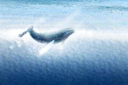 我國科學傢在南海首次發現鯨落 具有長期觀測價值