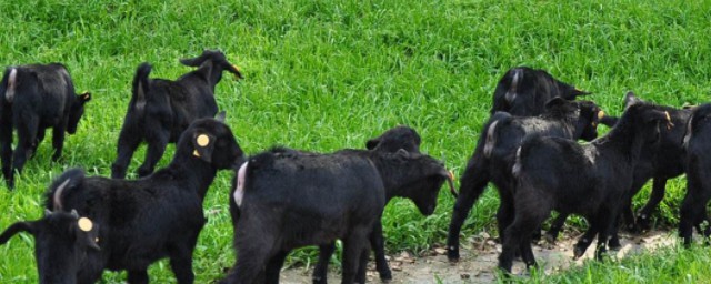 黑山羊養殖和管理技術 如何預防馬山黑山羊冬痢