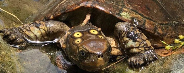 四眼斑水龜飼養方法 需要註意這些內容