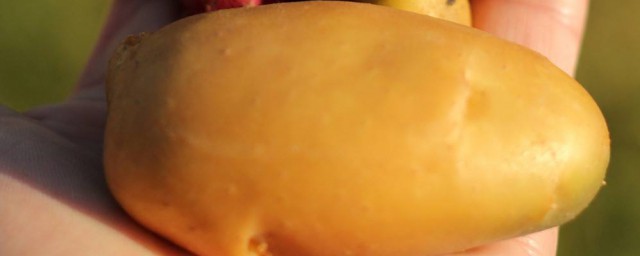 蜂窩土豆的做法 一種地方特色小吃