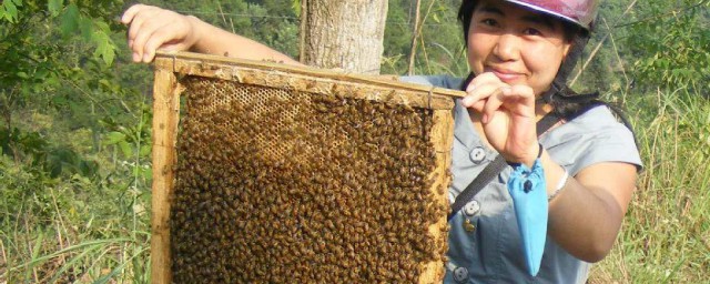 新手怎麼養蜜蜂 需要瞭解這些內容