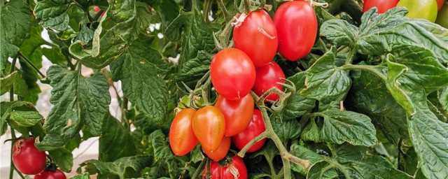 秋番茄種植技術 給大傢介紹這三點