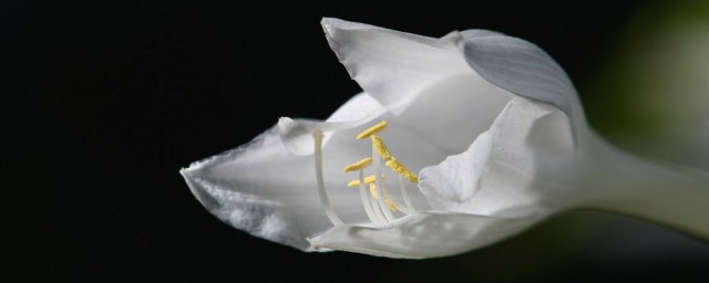 白玉簪花怎麼養 簡單介紹一下