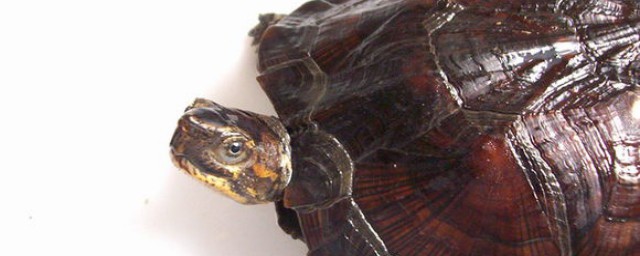條頸攝龜的壽命 條頸攝龜能活多久