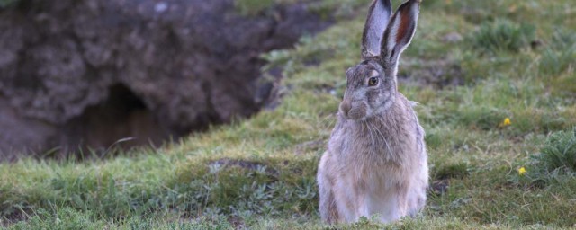 灰尾兔的壽命有多長 高原兔能活多久